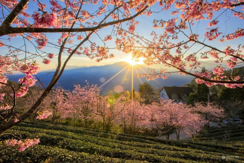 【山上人家森林農場一日遊】新竹雲端上的賞櫻秘境《門票/住宿/接駁車懶人包》