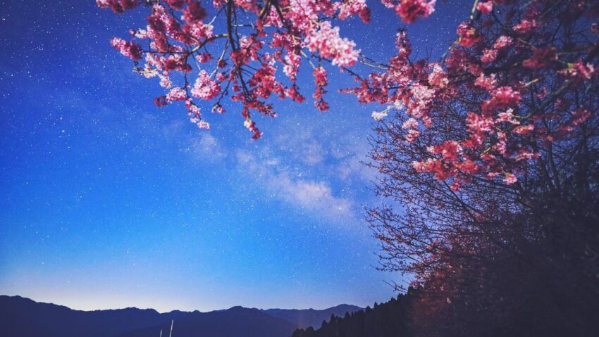 【山上人家森林農場一日遊】新竹雲端上的賞櫻秘境《門票/住宿/接駁車懶人包》