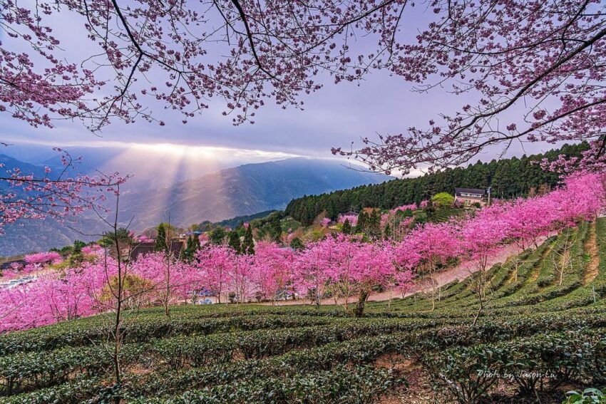 【山上人家森林農場一日遊】新竹雲端上的賞櫻秘境《門票/住宿/接駁車懶人包》