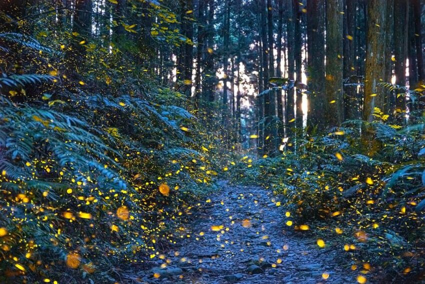 【山上人家森林農場一日遊】新竹雲端上的賞櫻秘境《門票/住宿/接駁車懶人包》