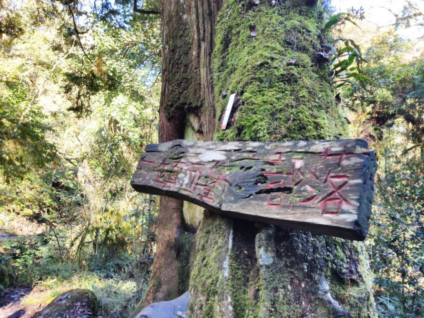 鎮西堡步道 | 鎮西堡一日遊新手必看攻略【路況交通、景點、天氣、千年神木】