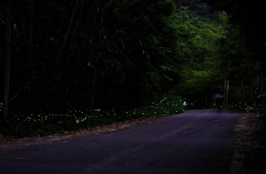 新竹內灣螢火蟲季