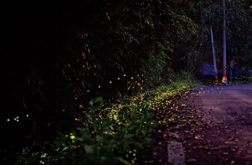 新竹內灣螢火蟲季