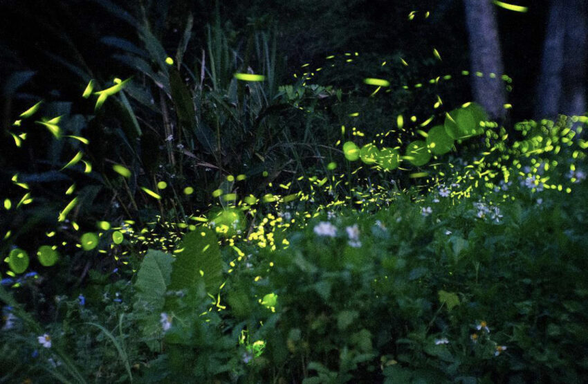 新竹內灣螢火蟲季