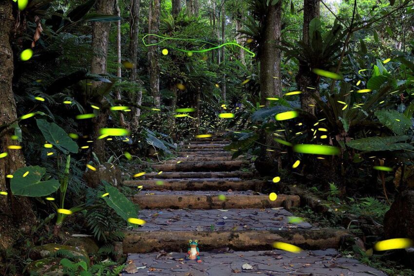 【全台螢火蟲季開跑】蒐集全台15個賞螢火蟲景點，給你夏季最美的綠光饗宴！