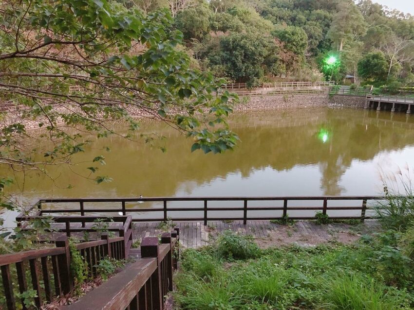 新竹賞桐景點｜推薦八條「新竹桐花步道」日賞油桐花、夜賞螢火蟲