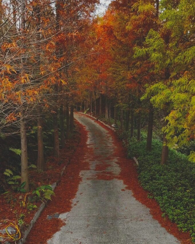 潭子落羽松秘境