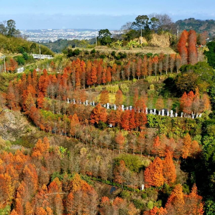 新田落羽松秘境