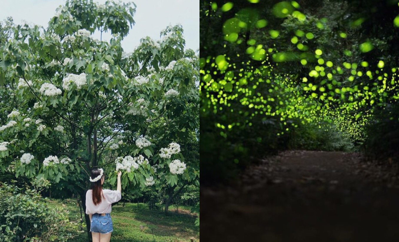 【新竹賞桐景點】推薦8條「新竹桐花步道」日賞油桐花、夜賞螢火蟲