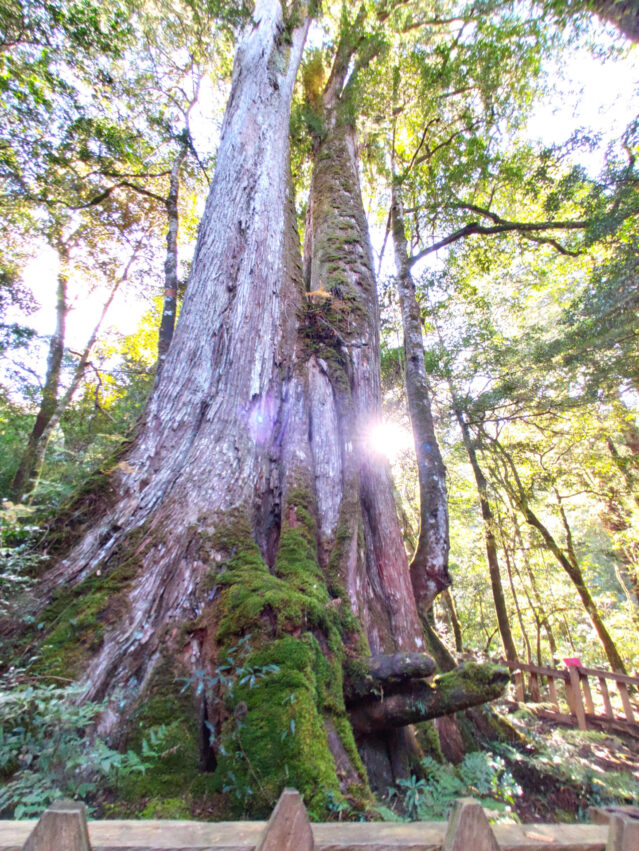 鎮西堡步道 | 鎮西堡一日遊新手必看攻略【路況交通、景點、天氣、千年神木】