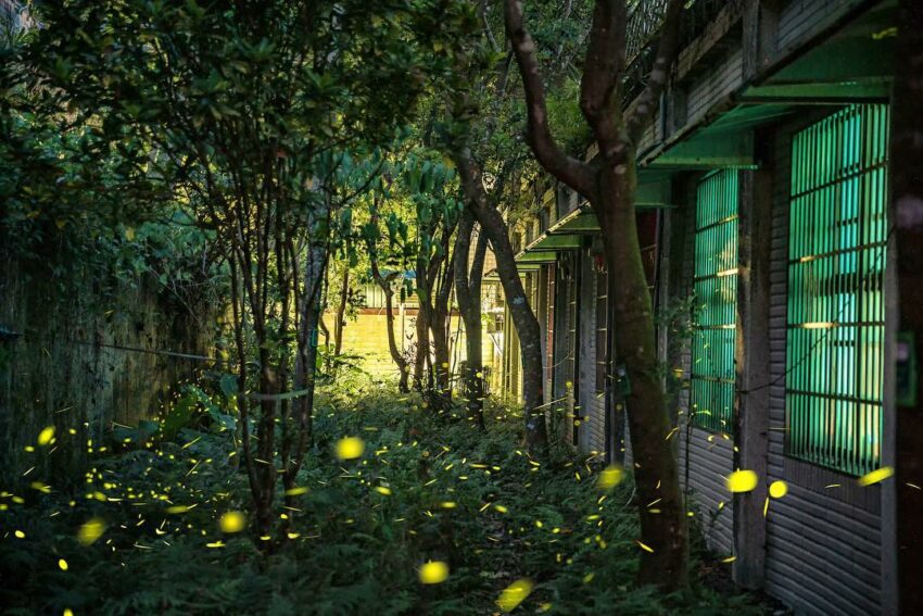 【全台螢火蟲季開跑】蒐集全台15個賞螢火蟲景點，給你夏季最美的綠光饗宴！