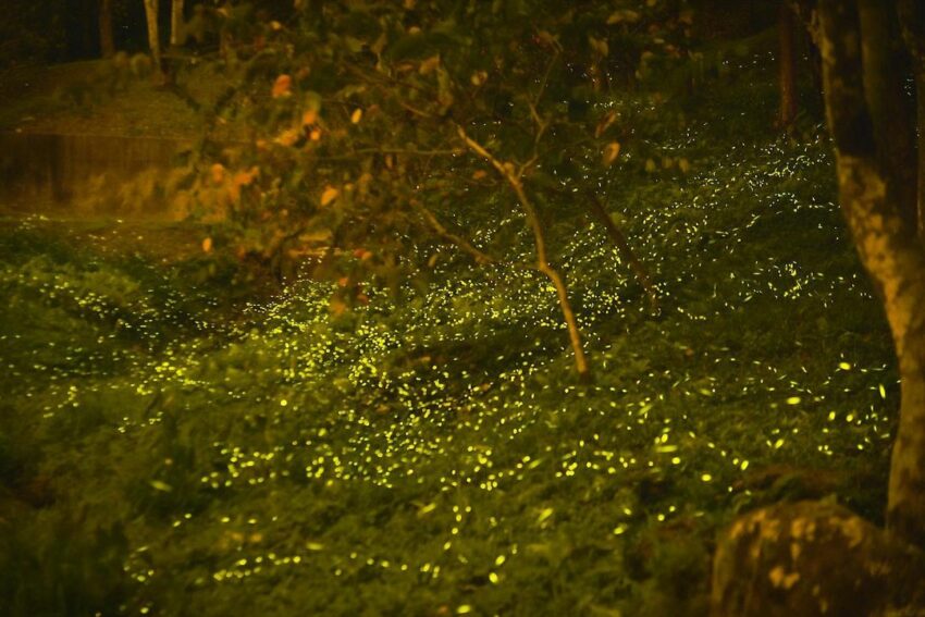 台中賞螢景點｜台中螢火蟲季開跑，推薦5個夢幻賞螢秘境