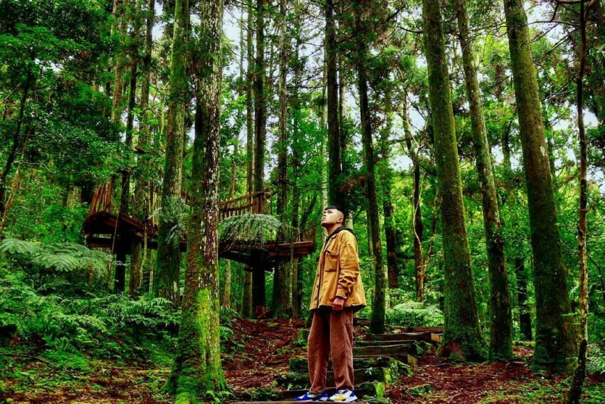 【東眼山國家森林遊樂區】桃園東眼山一日遊，門票優惠，東眼山步道攻略，攻頂桃園小百岳，！