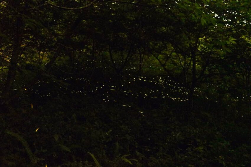 台中賞螢景點｜台中螢火蟲季開跑，推薦5個夢幻賞螢秘境