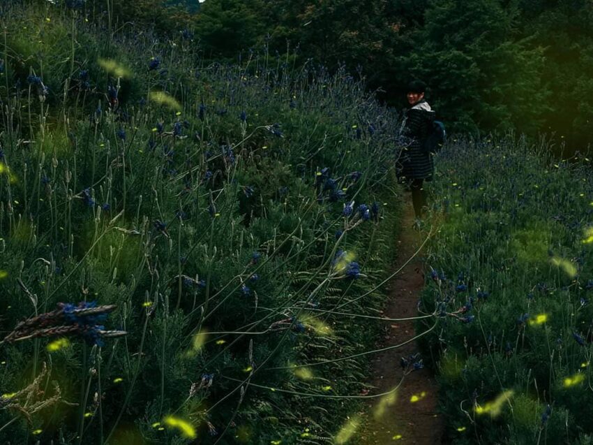 台中賞螢景點｜台中螢火蟲季開跑，推薦5個夢幻賞螢秘境