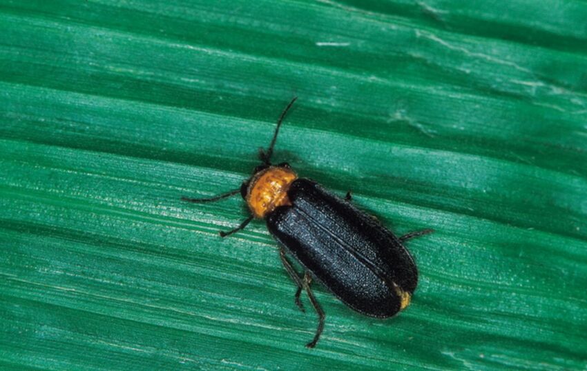 新竹內灣螢火蟲季