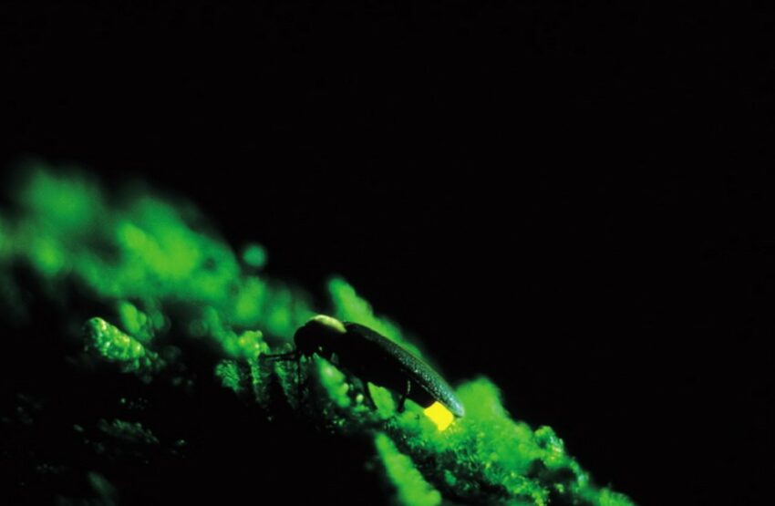 新竹內灣螢火蟲季