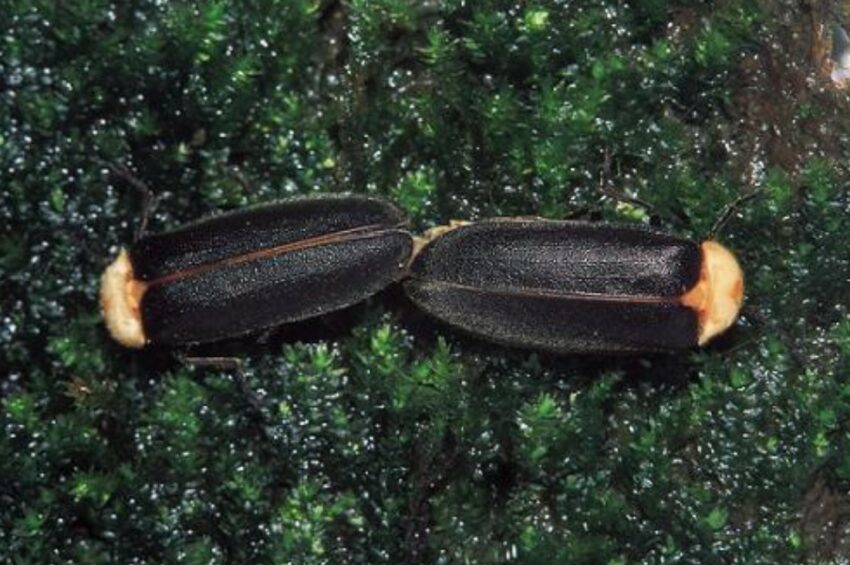 新竹內灣螢火蟲季