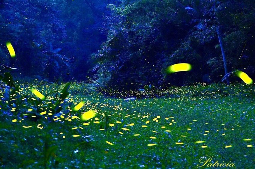 【全台螢火蟲季開跑】蒐集全台15個賞螢火蟲景點，給你夏季最美的綠光饗宴！