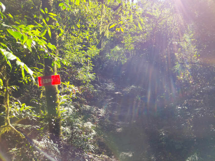 鎮西堡步道 | 鎮西堡一日遊新手必看攻略【路況交通、景點、天氣、千年神木】
