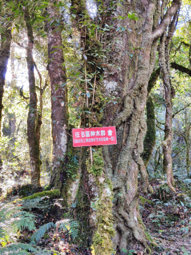 鎮西堡步道 | 鎮西堡一日遊新手必看攻略【路況交通、景點、天氣、千年神木】