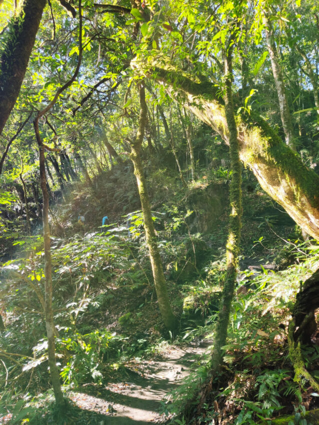 鎮西堡步道 | 鎮西堡一日遊新手必看攻略【路況交通、景點、天氣、千年神木】