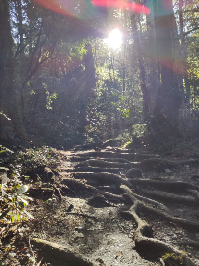 鎮西堡步道 | 鎮西堡一日遊新手必看攻略【路況交通、景點、天氣、千年神木】