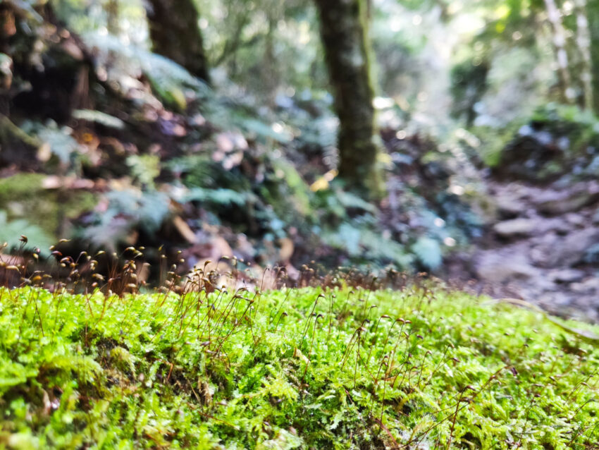 鎮西堡步道 | 鎮西堡一日遊新手必看攻略【路況交通、景點、天氣、千年神木】