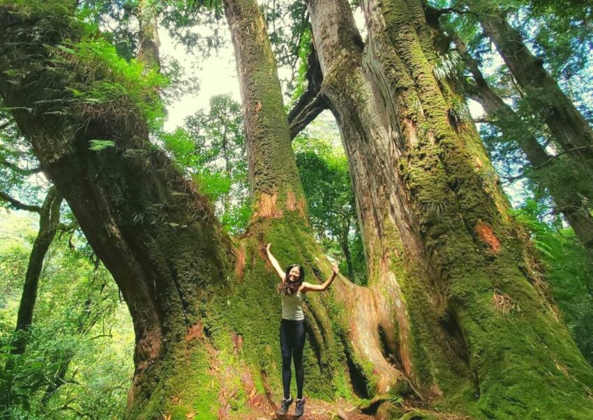 鎮西堡步道 | 鎮西堡一日遊新手必看攻略【路況交通、景點、天氣、千年神木】