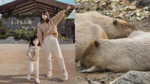 台北市立動物園攻略！木柵動物園門票停車美食交通攻略，企鵝無尾熊熊貓水豚等13個必看動物區