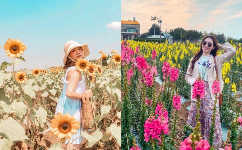 桃園觀音【向陽農場】夏日賞花打卡景點，一起徜徉在向日葵黃色花海中吧！ 2 2026