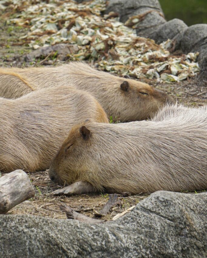 台北市立動物園攻略！木柵動物園門票停車美食交通攻略，企鵝無尾熊熊貓水豚等13個必看動物區