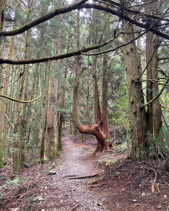 谷關七雄｜登百岳前的行前練習，登山新手先認識谷關七座中級山的難易度