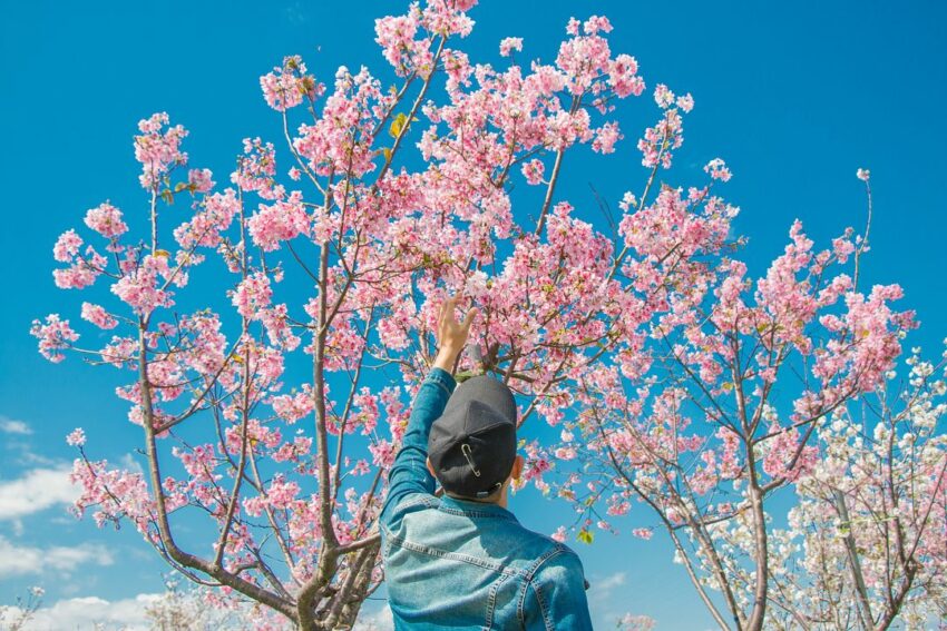 宜蘭秘境景點 羅莊櫻花步道