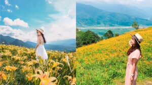 【六十石山】金針花季最新花況！六十石山金針花賞花攻略，富里花海景觀區最佳賞花時間