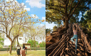 大坑景點推薦｜台中北屯約會、親子一日遊，美拍打卡來這裡！