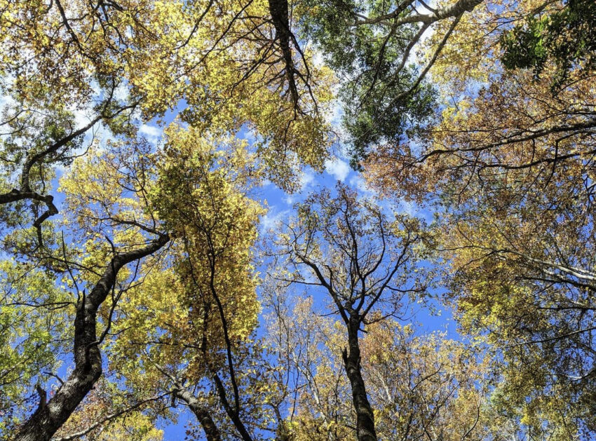 霞喀羅古道｜台灣最美的「國家級步道」春粉櫻、夏林相、秋冬楓葉紅，最讓人放鬆身心的秘境古道