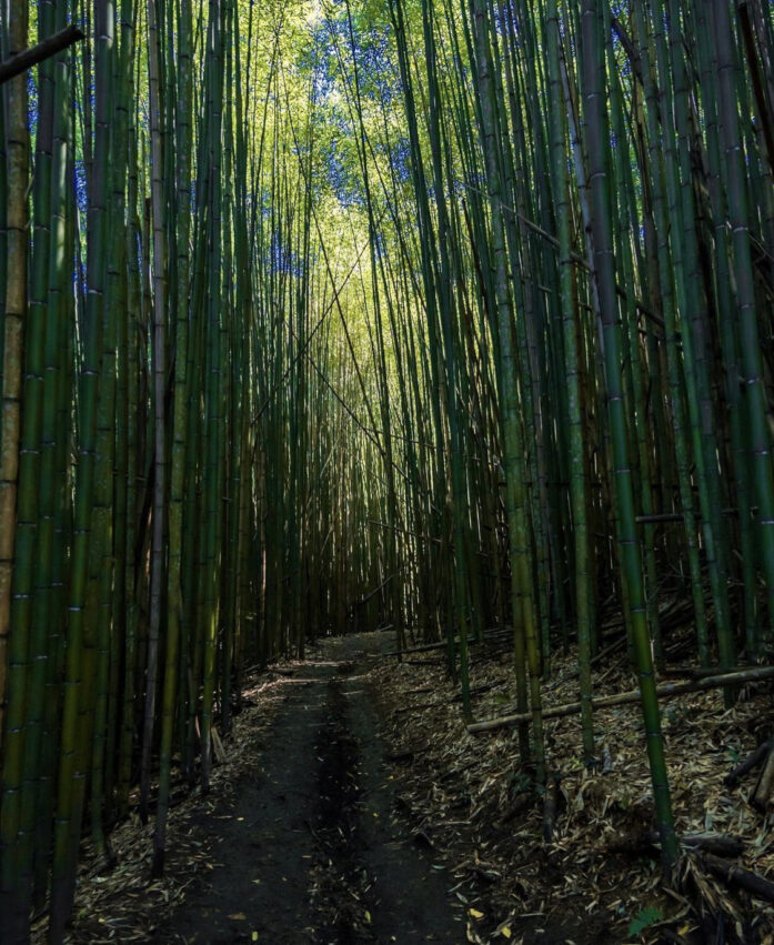 霞喀羅古道｜台灣最美的「國家級步道」春粉櫻、夏林相、秋冬楓葉紅，最讓人放鬆身心的秘境古道