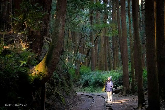 【特富野古道】嘉義特富野天氣、交通、景點路線攻略指南