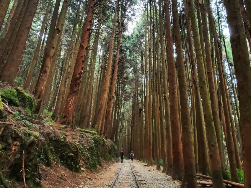 【特富野古道】嘉義特富野天氣、交通、景點路線攻略指南
