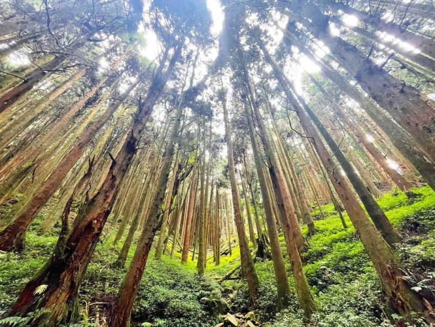 【特富野古道】嘉義特富野天氣、交通、景點路線攻略指南