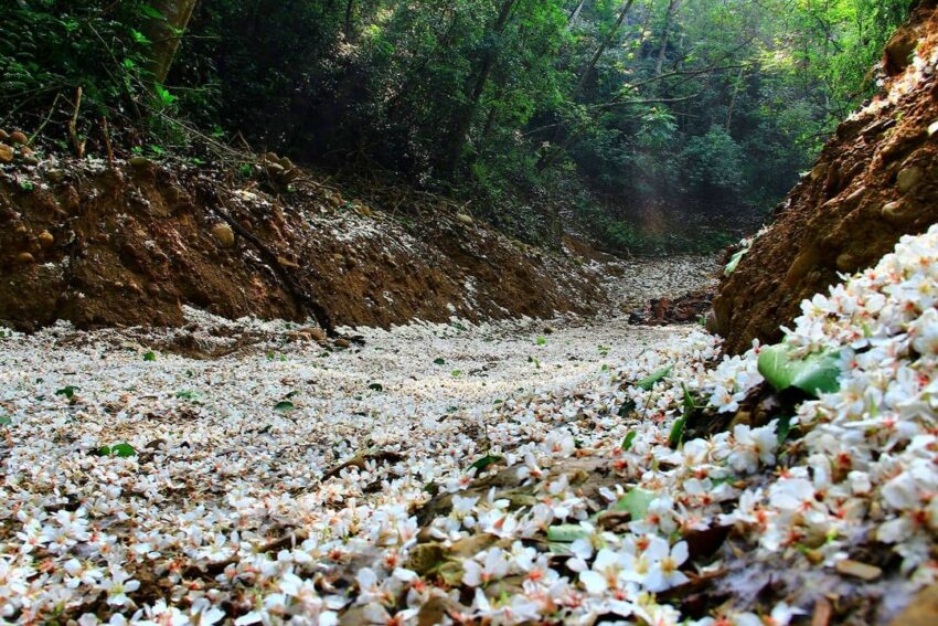 彰化登山步道 藤山步道