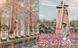 【全年台灣花季】收藏全台四季花季時間、台灣賞花景點懶人包！櫻花、繡球花、落羽松都不怕錯過