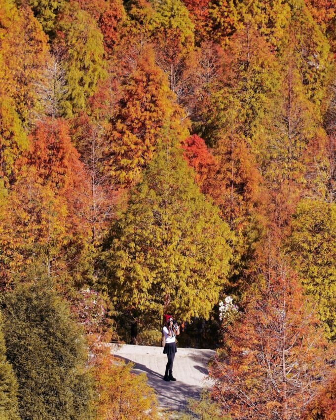 全台落羽松景點|網羅台灣落羽松秘境/落羽松大道、秋冬賞季期懶人包,快來一場唯美浪漫之旅吧! 全台落羽松景點|網羅台灣落羽松秘境/落羽松大道、秋冬賞季期懶人包,快來一場唯美浪漫之旅吧!