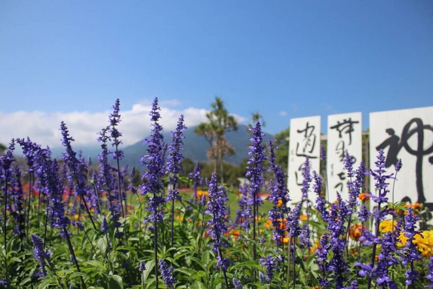 池上景點,池上鄉的農會花海一年四季皆可觀賞,農會花海依據花季種植不同的花卉,春天的油菜花、夏季的向日葵、秋冬的薰衣草、金盞菊,搭配景區裡的不同造景和裝飾 池上景點,池上鄉的農會花海一年四季皆可觀賞,農會花海依據花季種植不同的花卉,春天的油菜花、夏季的向日葵、秋冬的薰衣草、金盞菊,搭配景區裡的不同造景和裝飾
