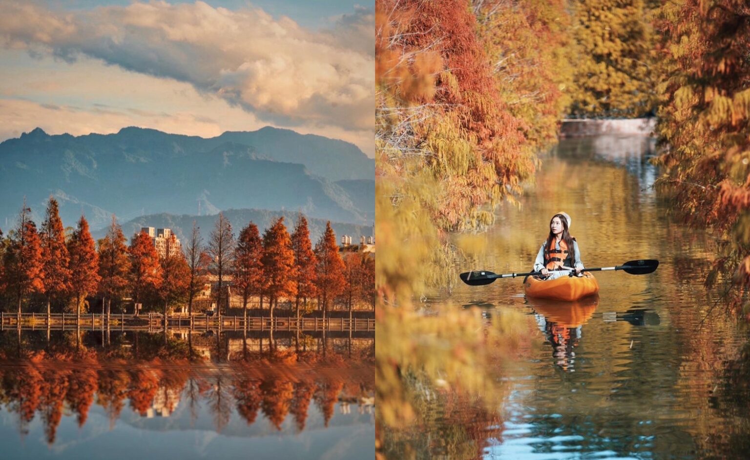 全台落羽松景點｜網羅台灣落羽松秘境/落羽松大道、秋冬賞季期懶人包，快來一場唯美浪漫之旅吧！