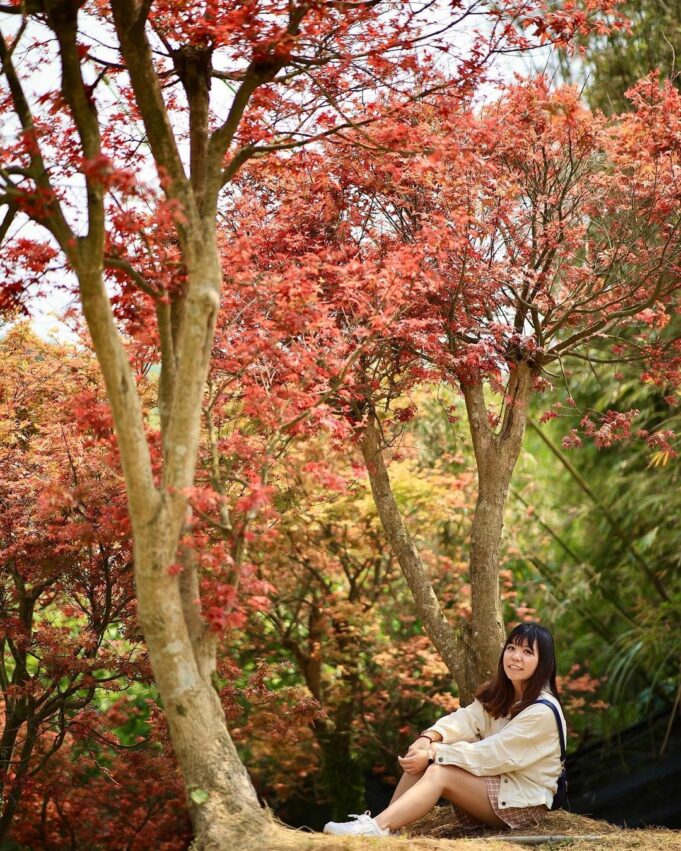 【賞楓景點推薦】精選10大熱門台灣楓葉景點好去處,秋天賞楓秘境、賞楓時間就看這一篇 台灣賞楓景點|全台10大熱門賞楓葉好去處、賞楓季節大公開,秋天賞楓秘境就看這一篇