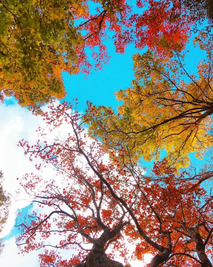 台灣賞楓景點|全台10大熱門賞楓葉好去處、賞楓季節大公開,秋天賞楓秘境就看這一篇 台灣賞楓景點|全台10大熱門賞楓葉好去處、賞楓季節大公開,秋天賞楓秘境就看這一篇