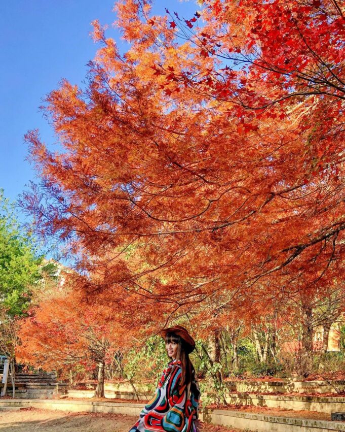 台灣賞楓景點|全台10大熱門賞楓葉好去處、賞楓季節大公開,秋天賞楓秘境就看這一篇 台灣賞楓景點|全台10大熱門賞楓葉好去處、賞楓季節大公開,秋天賞楓秘境就看這一篇