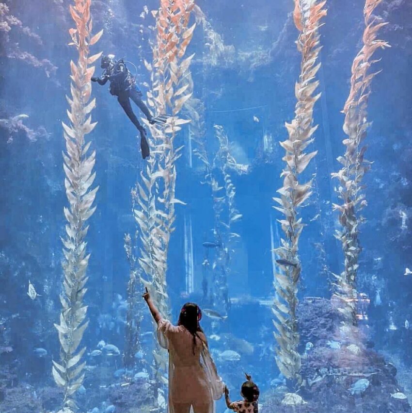 【屏東海生館全攻略】海生館門票/節目表/夜宿海生館/企鵝體驗，帶你暢遊海洋世界！